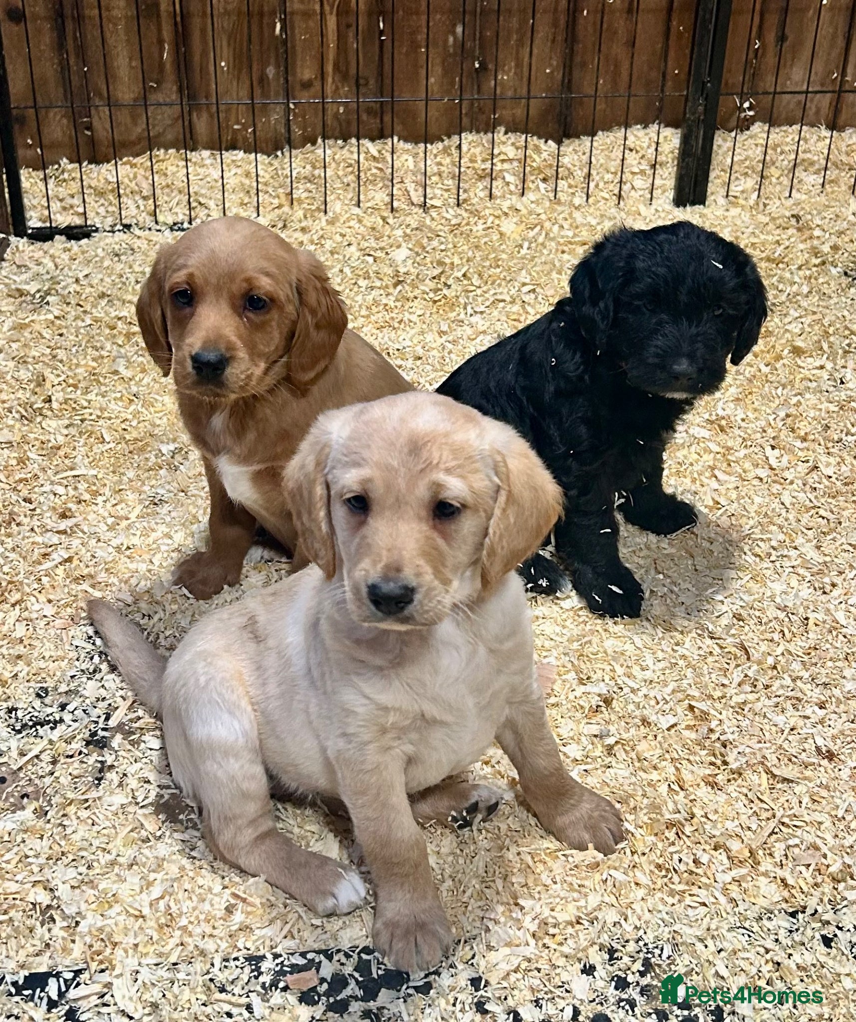 Labradoodle dogs Miniature Labradoodle Puppies - Advert 1