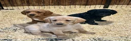 Labradoodle dogs for sale: Miniature Labradoodle Puppies - Advert 9
