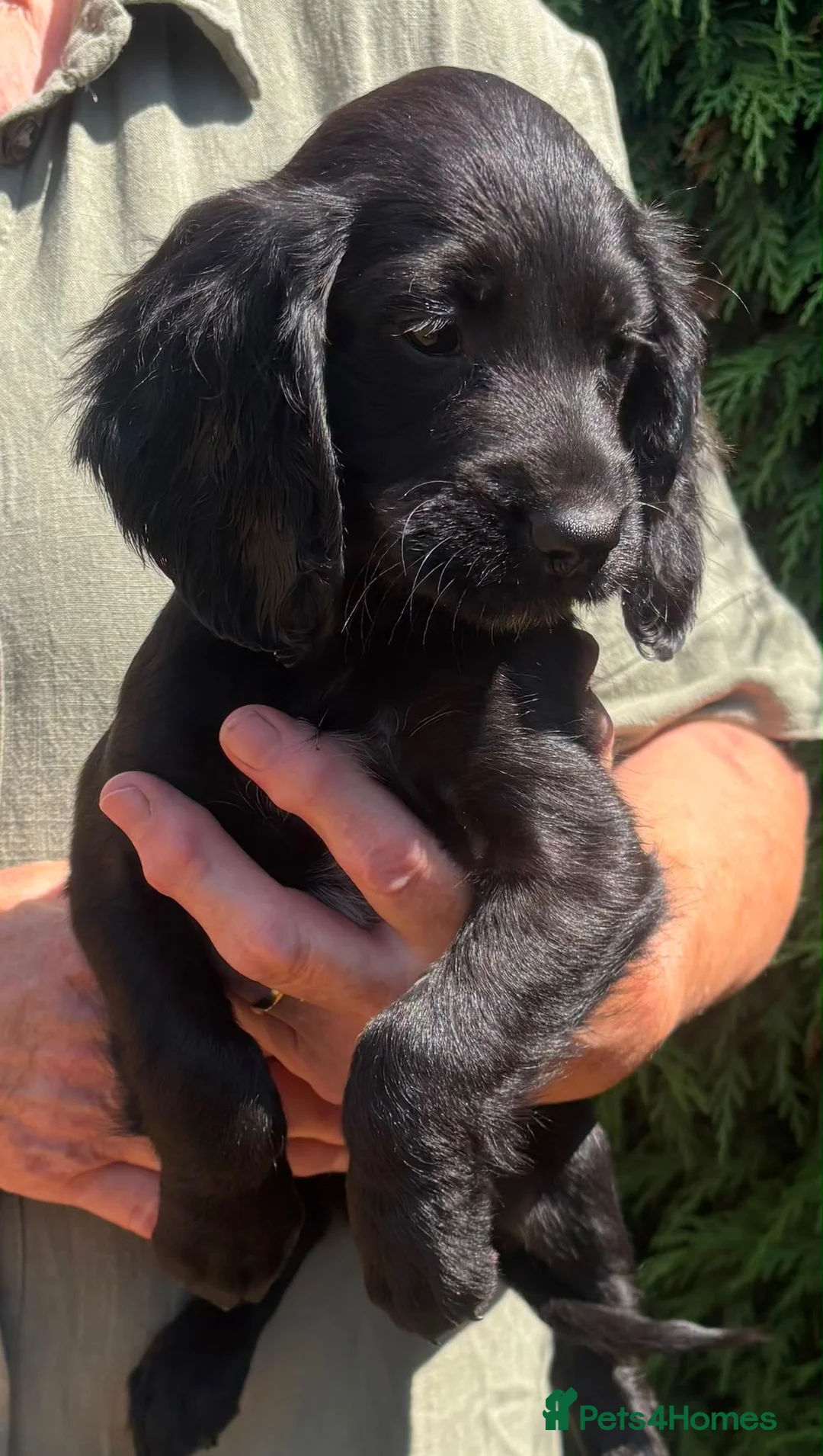 Cocker Spaniel dogs for sale: Gorgeous cocker spaniel pups - Advert 1