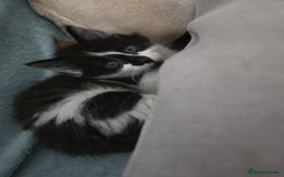 Mixed Breed cats for sale: Cute kittens ready for their new home - Advert 9