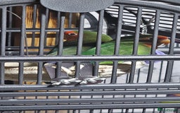 Lovebirds birds for sale: Pair bonded lovebirds - Image 10