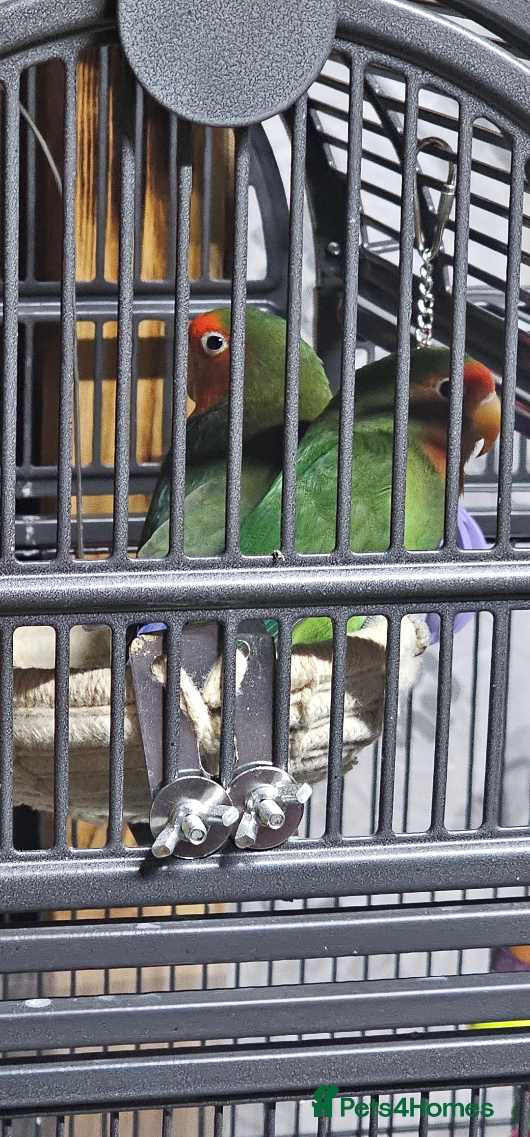 Lovebirds birds for sale: Pair bonded lovebirds - Image 10