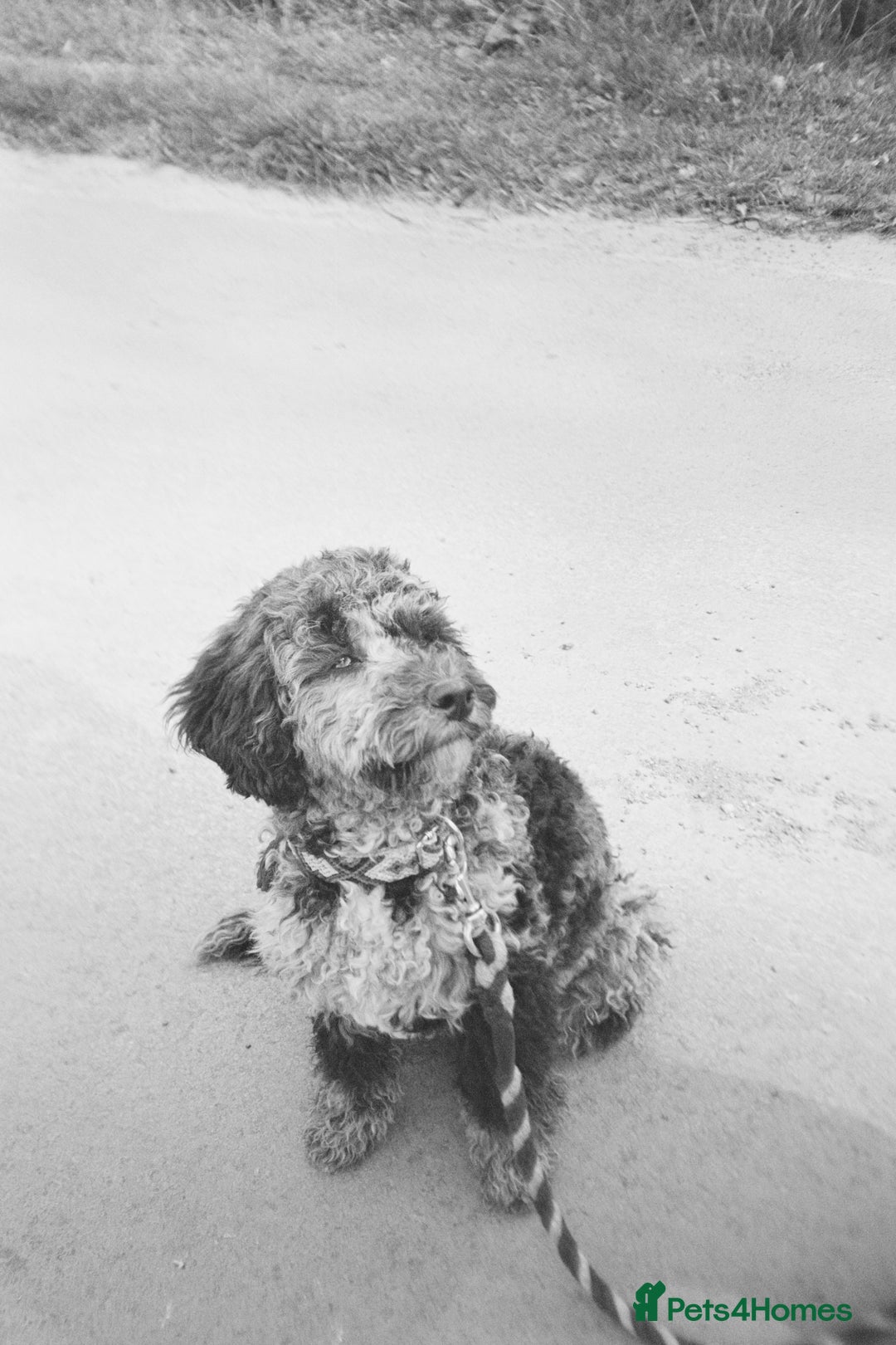 Miniature Poodle dogs for stud: Miniature Merle Poodle STUD  - Image 5