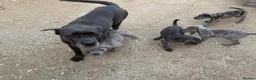 Cane Corso dogs for sale: Cane corso pups ready now  in Dereham - Advert 19