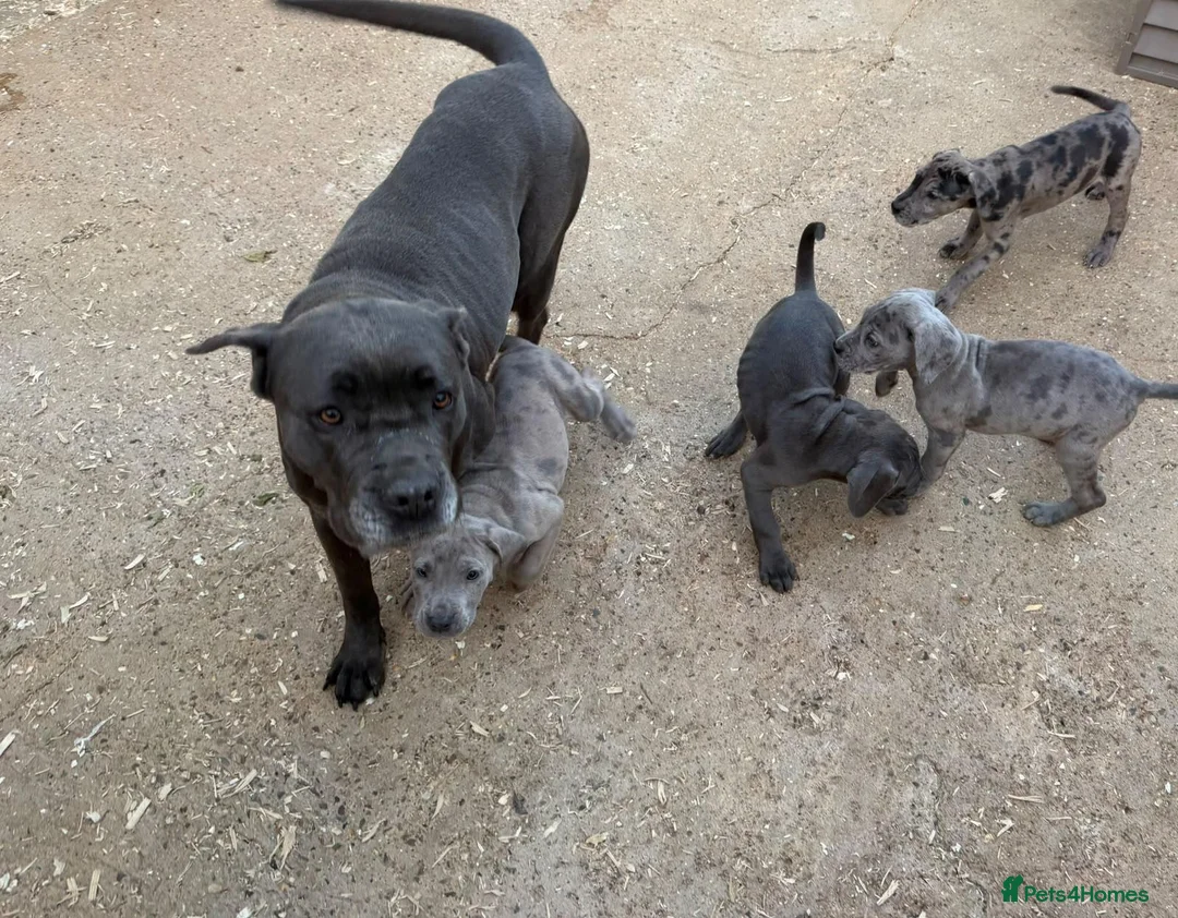 Cane Corso dogs for sale: Cane corso pups ready now  in Dereham - Advert 19