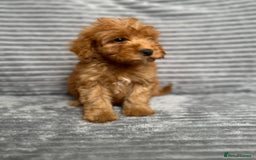 Cockapoo dogs for sale: Adorable Cockapoos looking for forever homes - Image 6