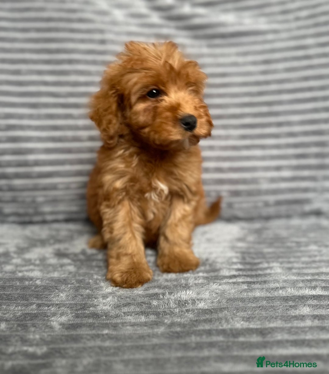 Cockapoo dogs for sale: Adorable Cockapoos looking for forever homes - Image 6