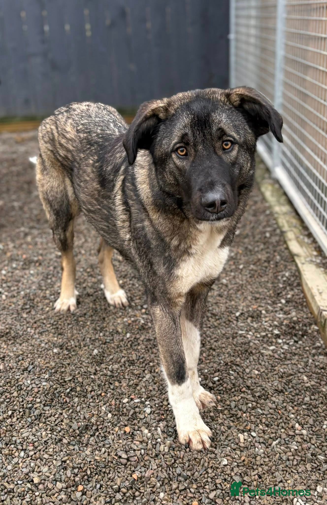 Mixed Breed dogs Skye - In Ayr Looking for a home  - Advert 8