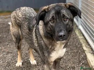 Mixed Breed dogs Skye - In Ayr Looking for a home - Advert 8