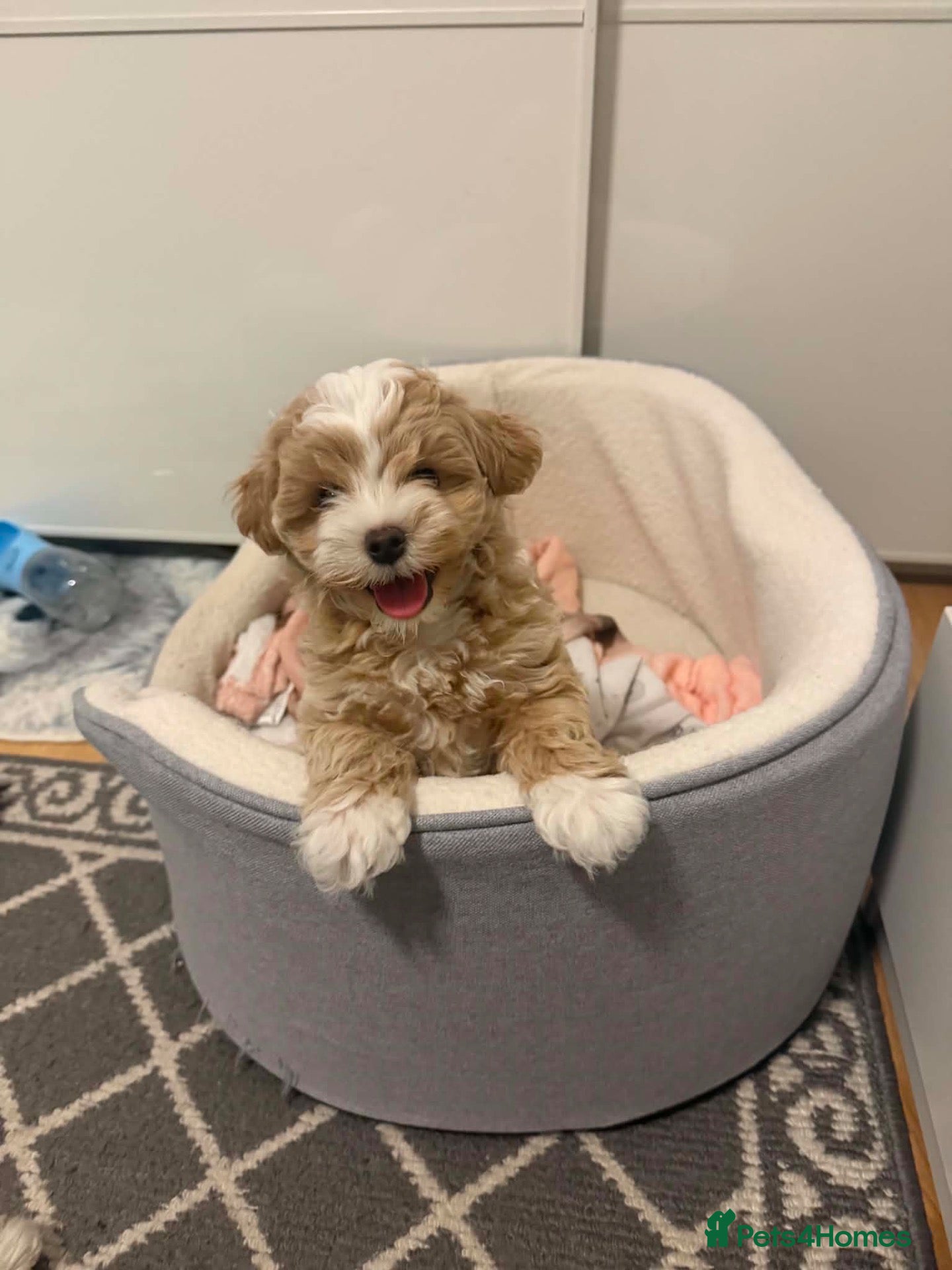 Maltipoo dogs Maltipoo male puppy for sale 🐶💫 - Advert 1
