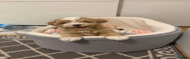 Maltipoo 1