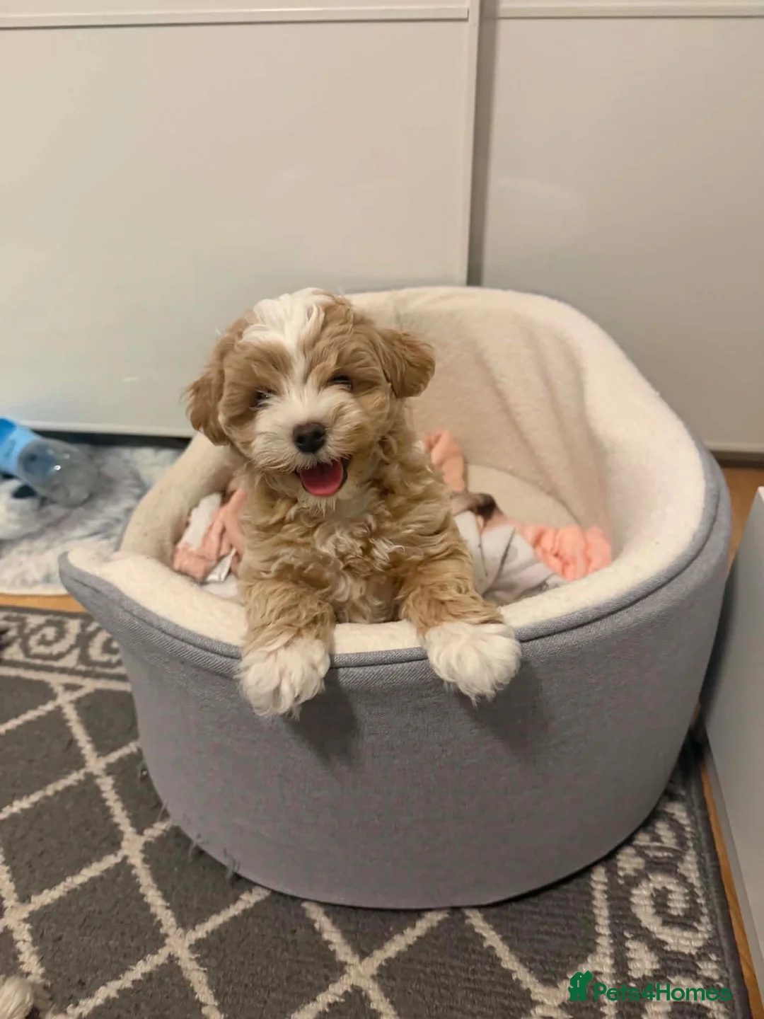 Maltipoo dogs for sale: Maltipoo male puppy for sale 🐶💫 - Advert 1