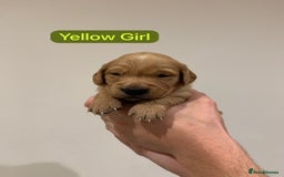 Golden Retriever dogs for sale: Gorgeous Field Retriever (Golden) Pups  - Image 9