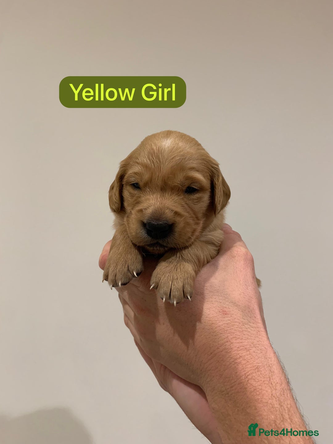 Golden Retriever dogs for sale: Gorgeous Field Retriever (Golden) Pups  - Image 9