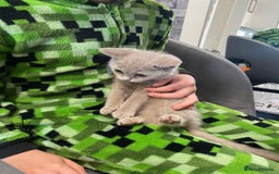 British Shorthair cats for sale: British shorthair kittens  - Image 6
