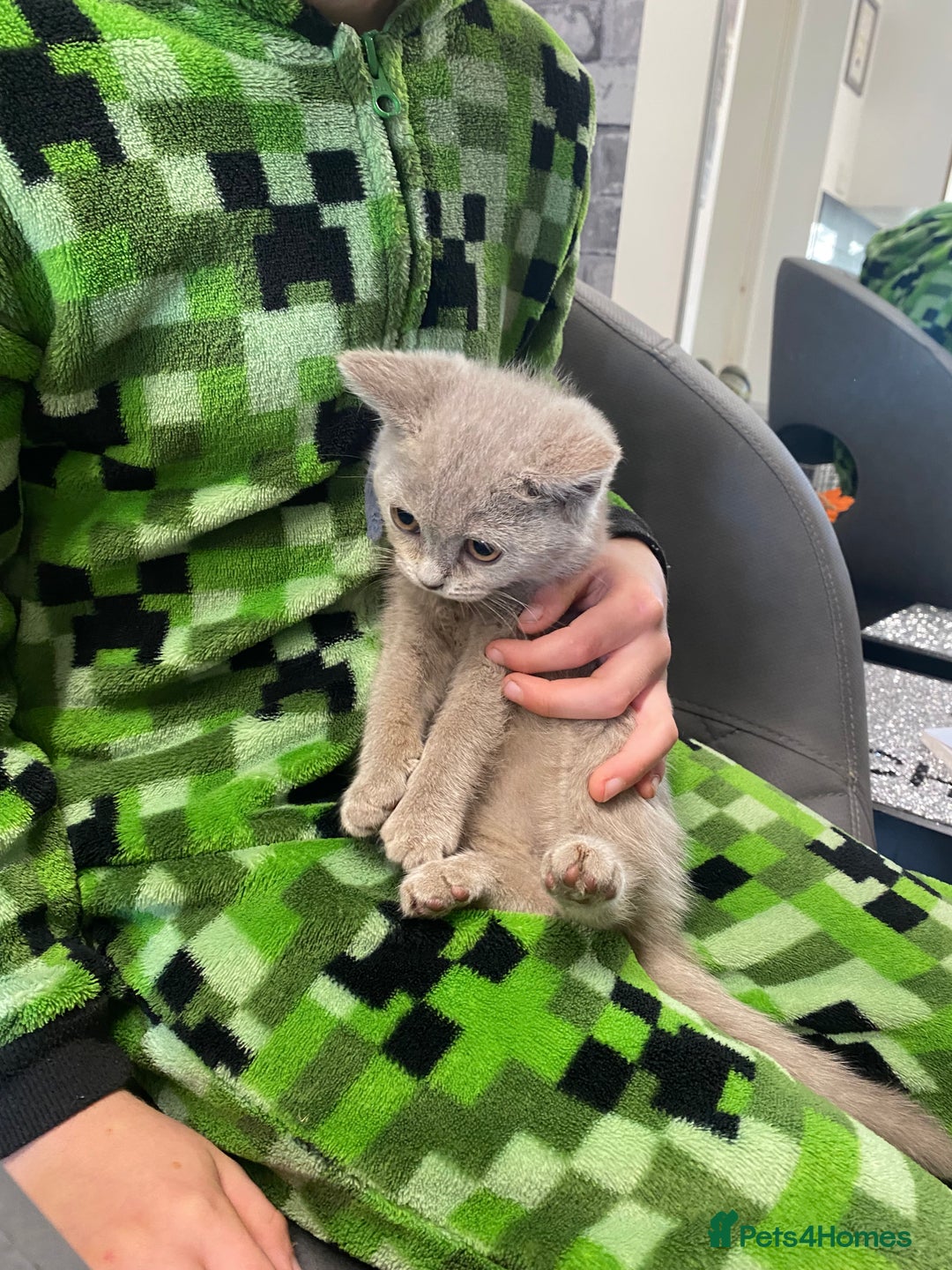 British Shorthair cats for sale: British shorthair kittens  - Image 6