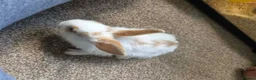 Netherland Dwarf rabbits for sale: Neverland dwarf mix  in Willenhall - Advert 8