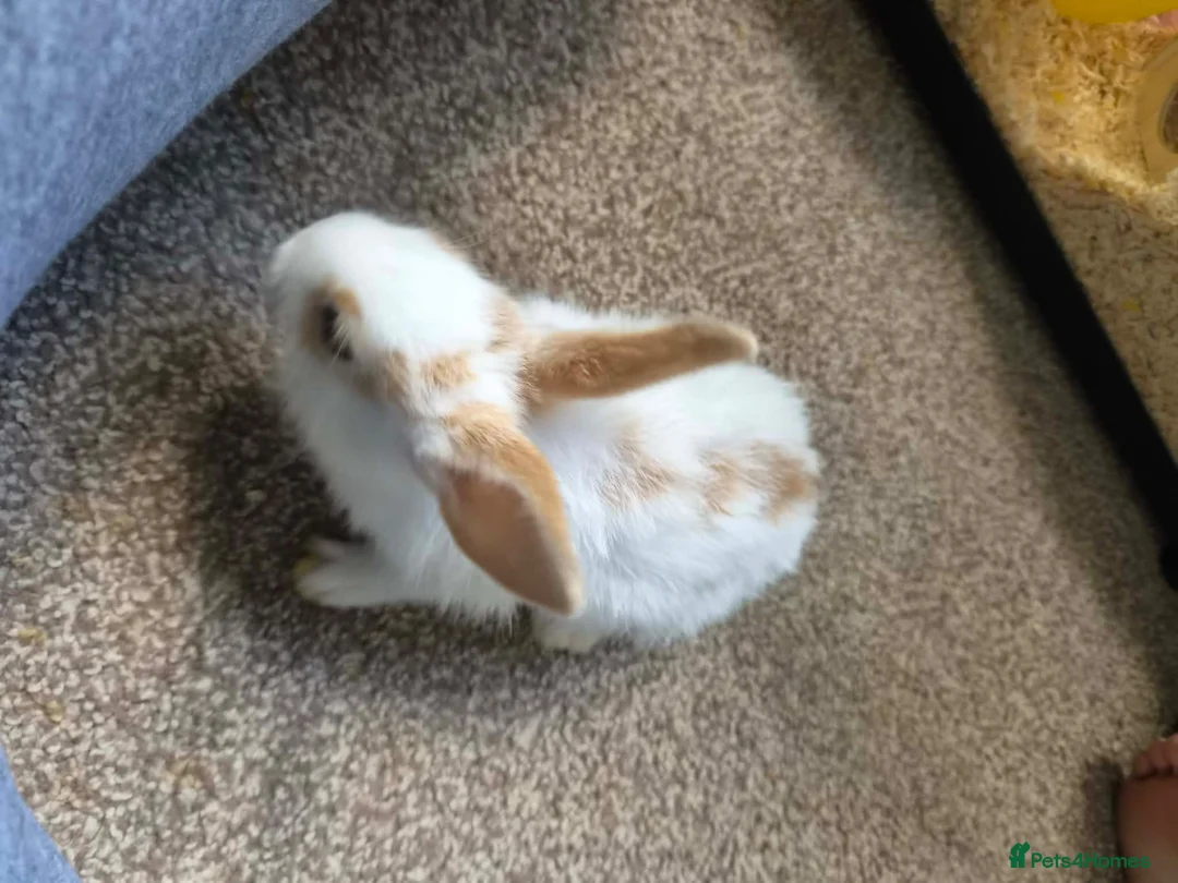 Netherland Dwarf rabbits for sale: Neverland dwarf mix  in Willenhall - Advert 8