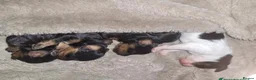 Cavalier King Charles Spaniel dogs for stud: Proven KC Health tested dog for Stud.  - Advert 14