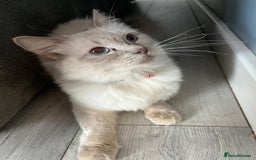 Ragdoll cats for sale: Beautiful lilac ragdoll rehome  - Image 1