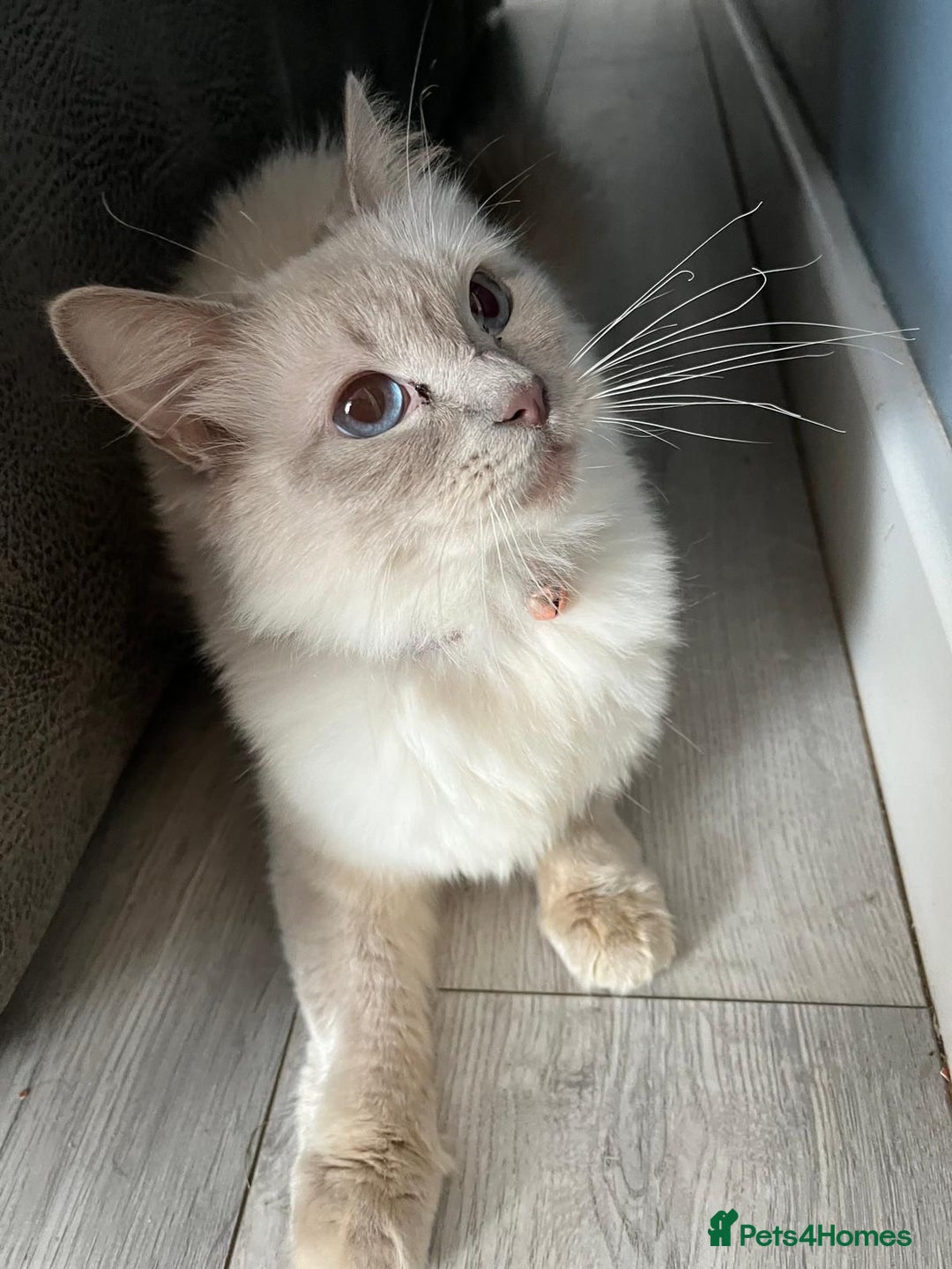 Ragdoll cats for sale: Beautiful lilac ragdoll rehome  - Image 1