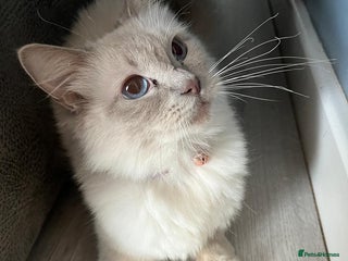 Ragdoll cats - Advert 18