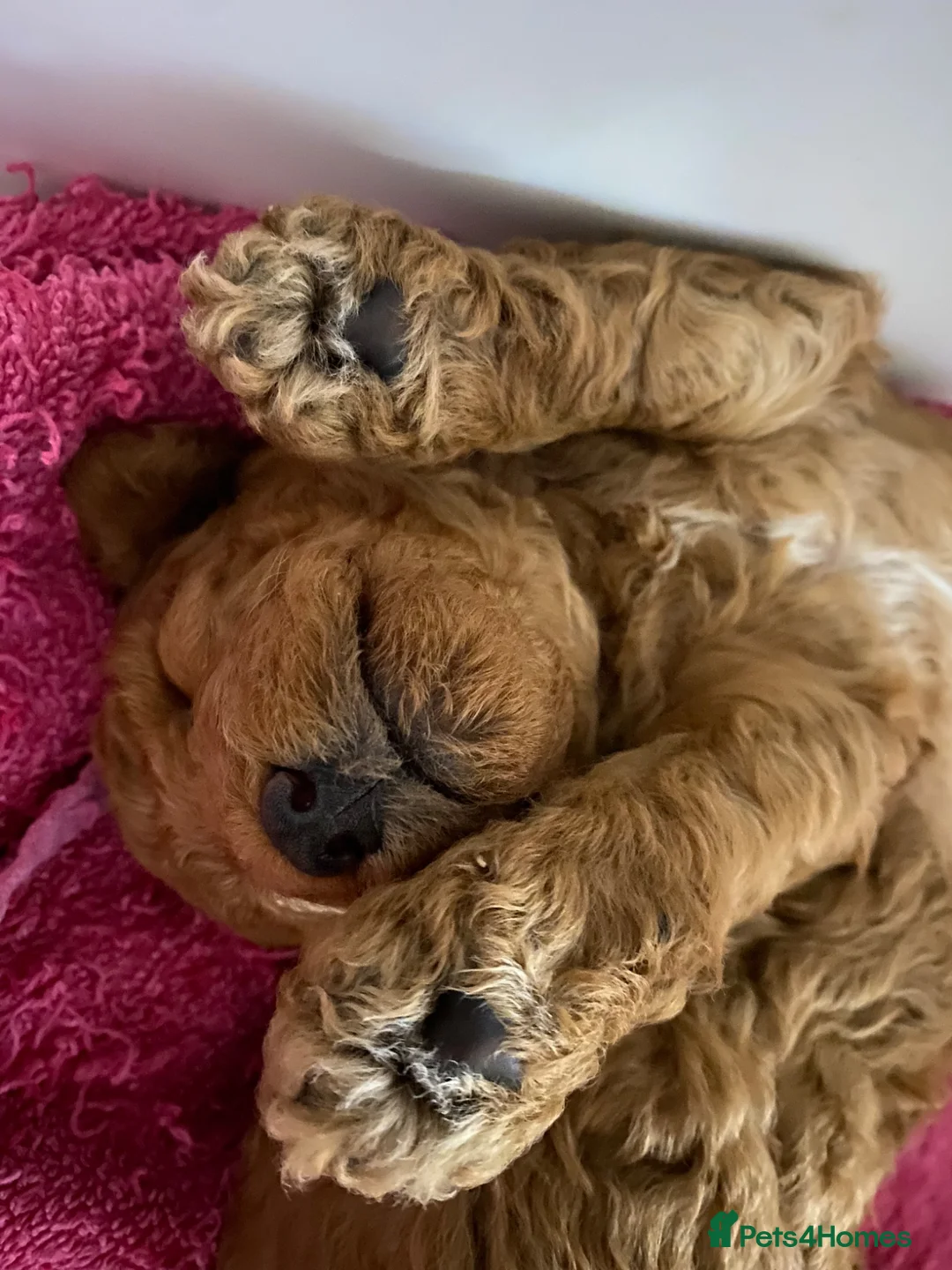 Cockapoo dogs for sale: Stunning Cockapoo Pups Health Tested Parents - Advert 18