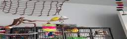 Budgerigars birds for sale: 4 budgies for sale. in Birmingham - Advert 14