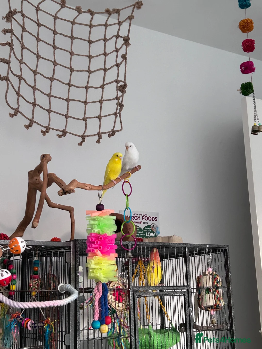 Budgerigars birds for sale: 4 budgies for sale. in Birmingham - Advert 14