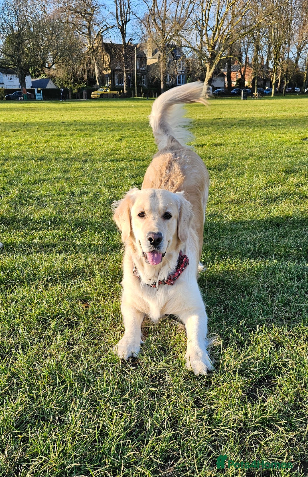 Golden Retriever dogs for sale: 5* Golden retriver puppies - Advert 11