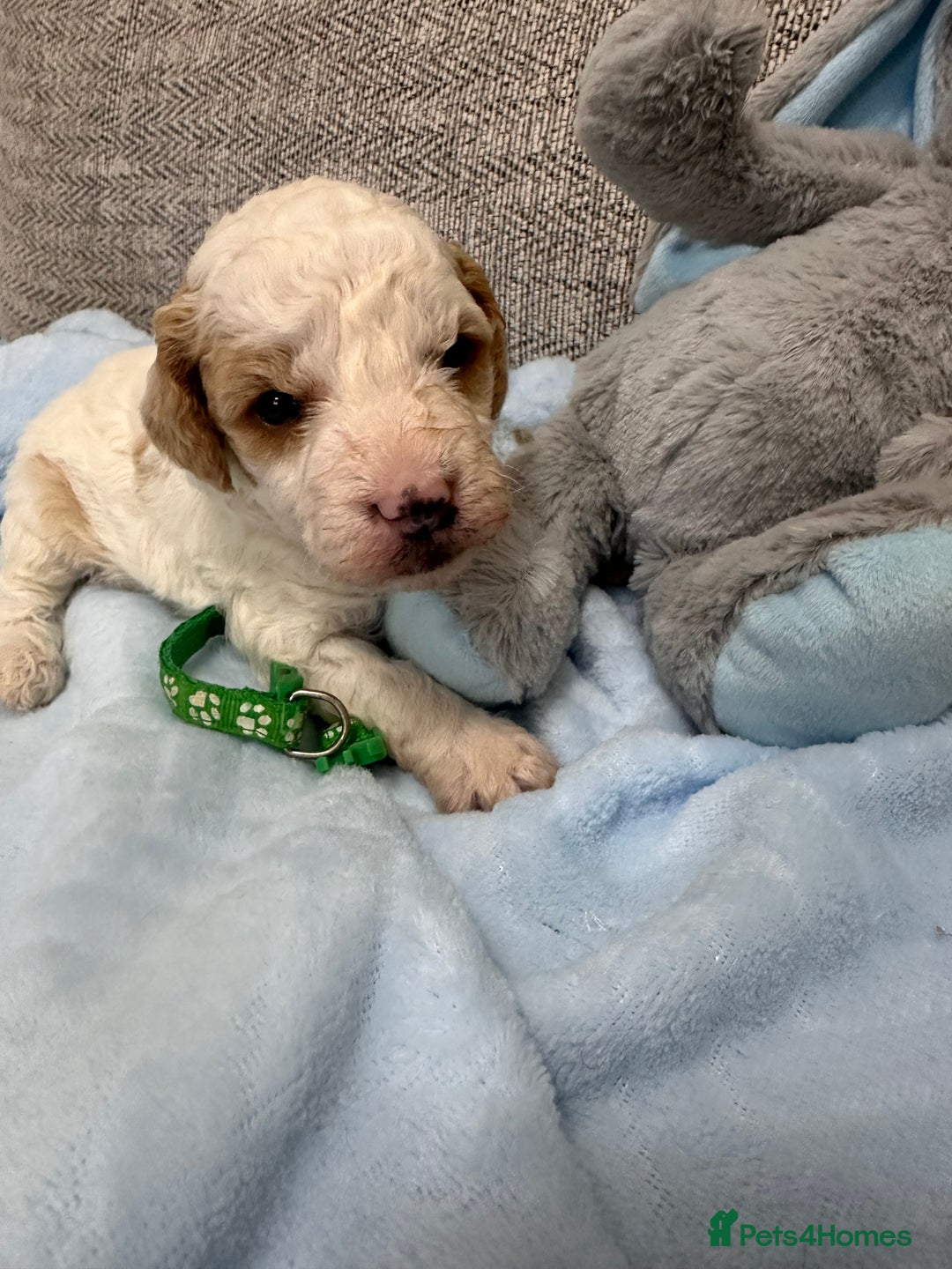 Cavapoo dogs for sale: Stunning F1b Cavapoos - Advert 5