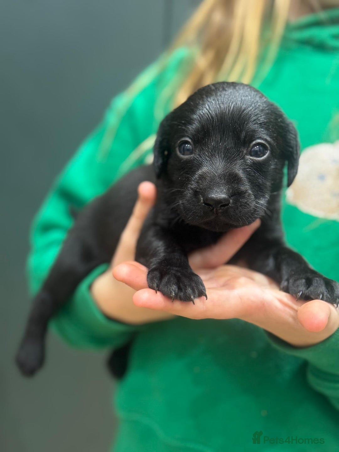 Labrador Retriever dogs for sale: Labrador Puppies  - Advert 6