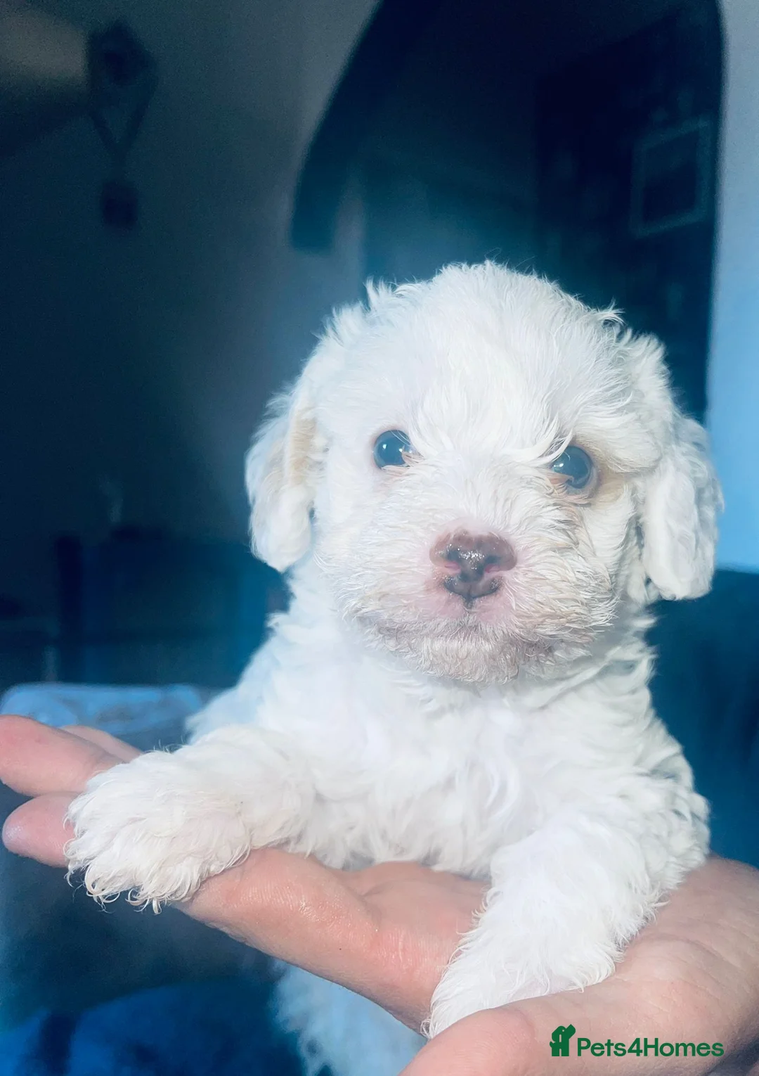 Miniature Poodle dogs for stud: Archie well Proven stud miniature poodle  in Chard - Advert 14