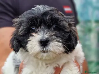 Mixed Breed dogs Malshipoo (LAST GIRL AVAILABLE ) - Advert 17