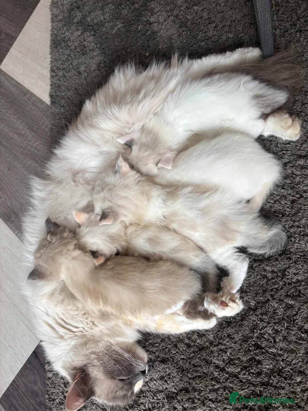 Ragdoll cats for sale: 5 Beautiful Fluffy Ragdoll Kittens  - Advert 31