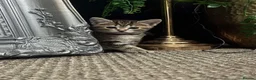 Mixed Breed cats for sale: Mixed Breed Tabby Kittens in Askam-in-Furness - Advert 5