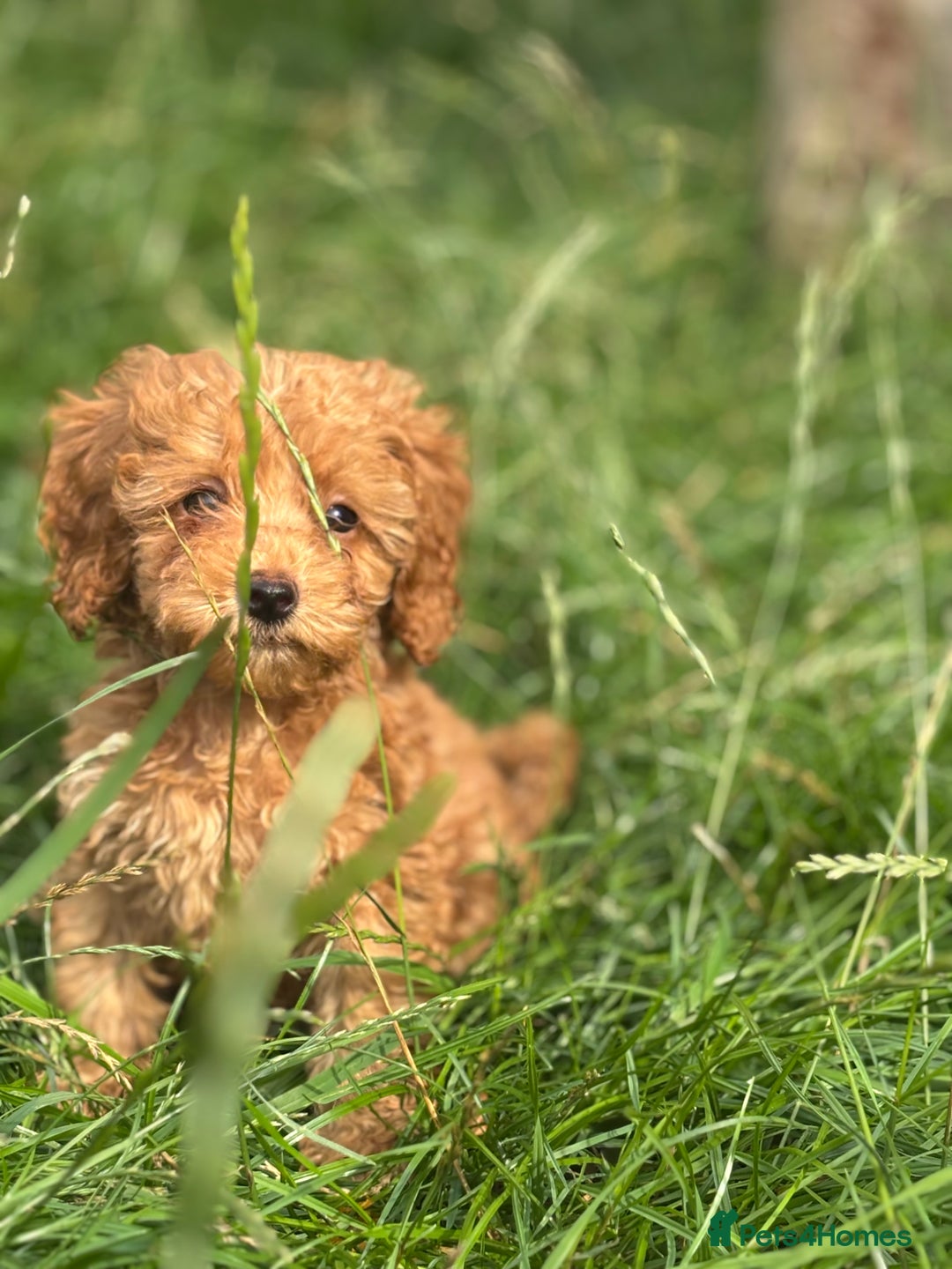 Miniature Poodle dogs for sale: Gorgeous apricot miniature poodle puppies - Image 13