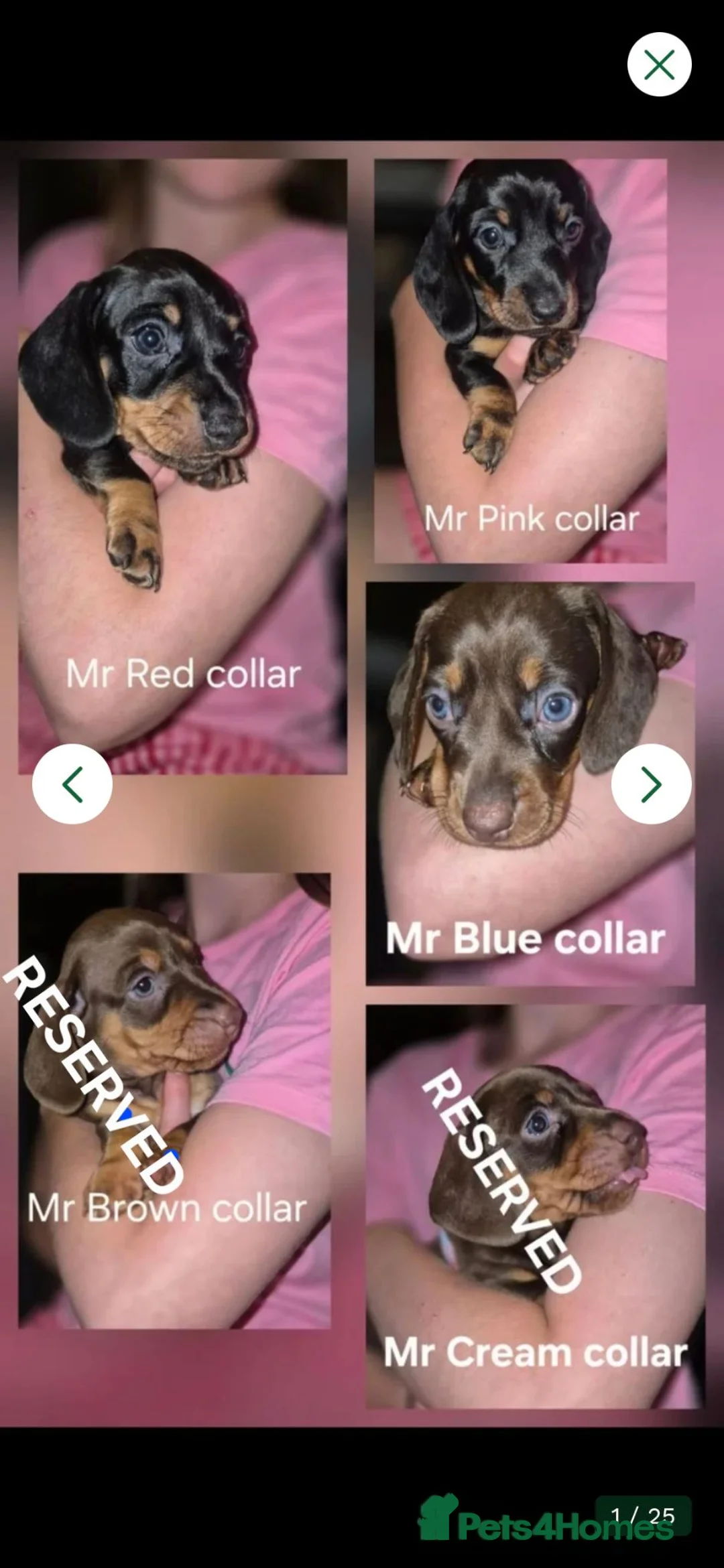 Miniature Dachshund dogs for sale: Litter of 5 beautiful boys - Advert 1
