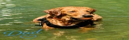 Golden Retriever dogs for sale: KC Registered Goldens Raised In Our Family Home - Advert 13