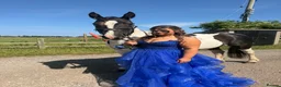 Irish Cob horses for sale: Our beautiful loved mare for sale  - Advert 2