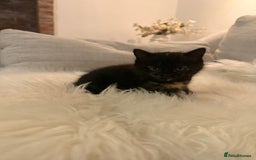 Mixed Breed cats for sale: Gorgeous kittens for sale  - Image 9