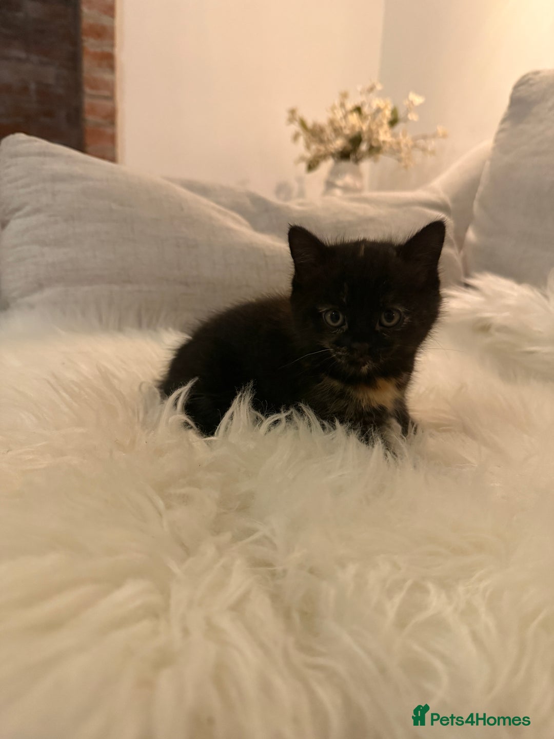 Mixed Breed cats for sale: Gorgeous kittens for sale  - Image 9