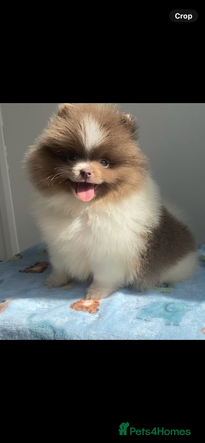 Pomeranian dogs BEAUTIFUL MALE POMERANIAN PUP READY NOW  - Advert 13
