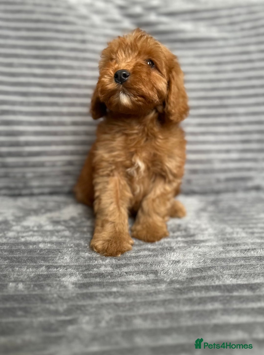 Cockapoo dogs for sale: Adorable Cockapoos looking for forever homes - Image 3