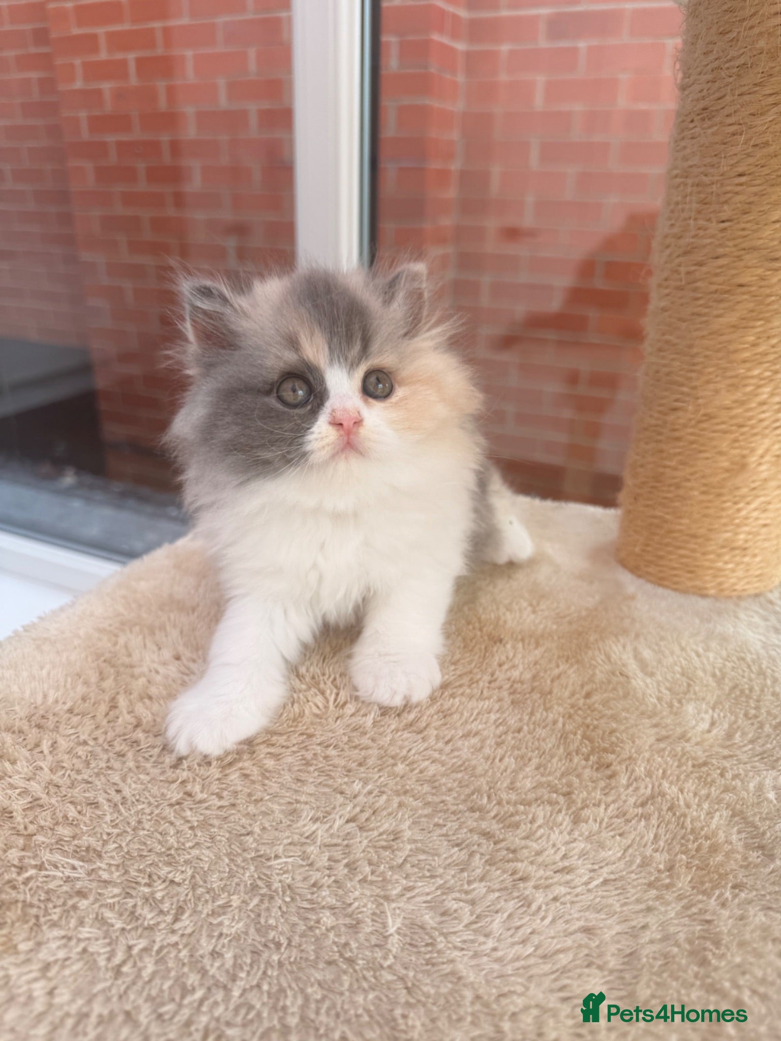 British Longhair cats Pedigree British Longhair Kittens GCCF Registered - Advert 1