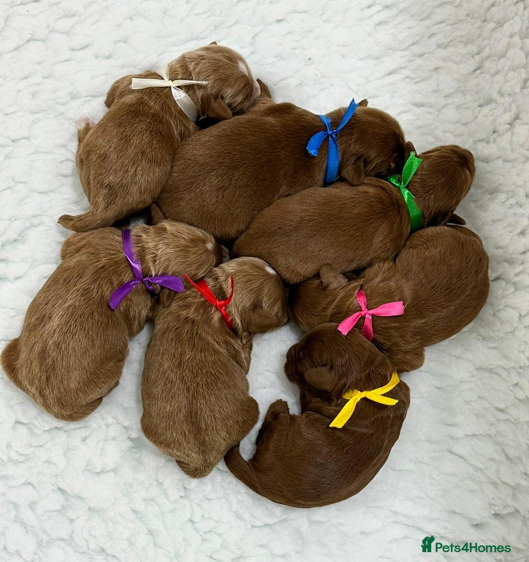 Australian Labradoodle dogs for sale: Superior Australian Labradoodle Puppies Ready Feb. - Advert 3