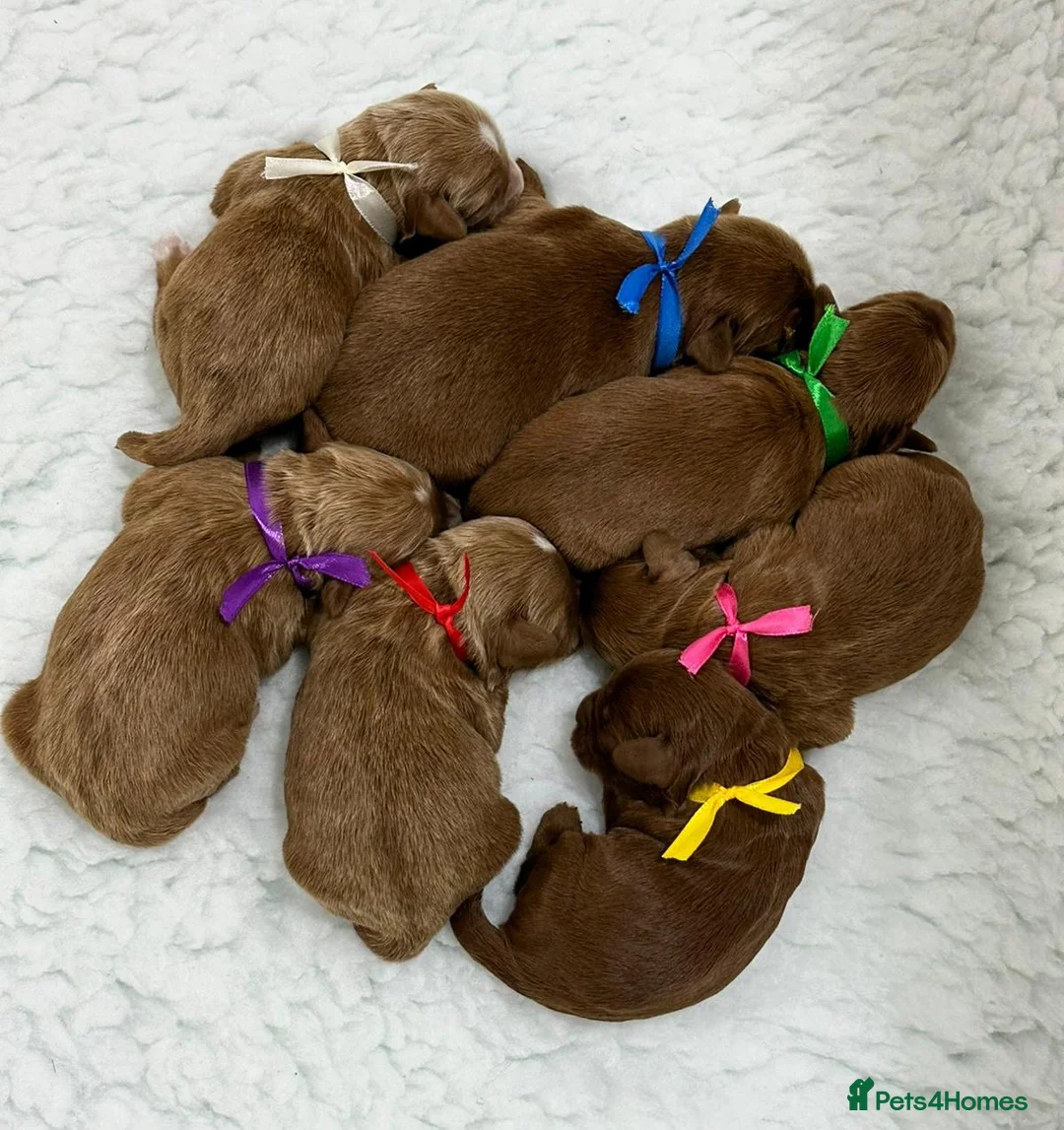 Australian Labradoodle dogs for sale: Superior Australian Labradoodle Puppies Ready Feb. - Advert 5