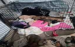 Mixed Breed dogs for sale: Bullsky puppies  - Advert 25