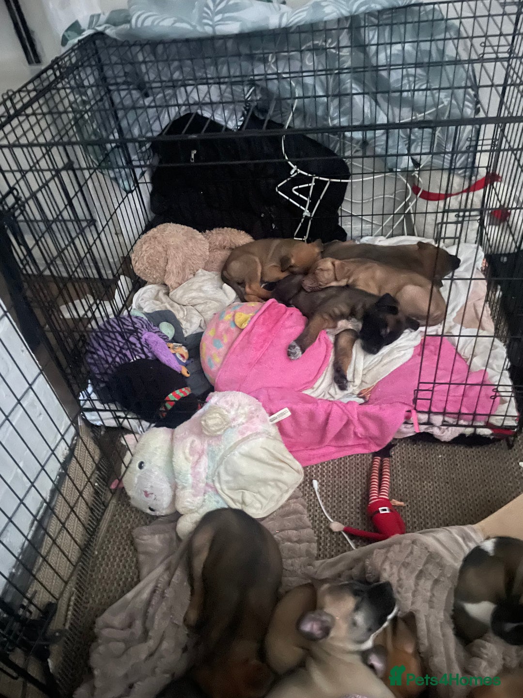 Mixed Breed dogs for sale: Bullsky puppies  - Advert 25