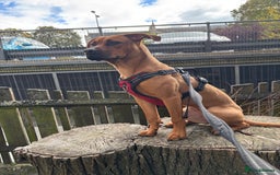 Mixed Breed dogs for sale: Pretty baby girl - Advert 3